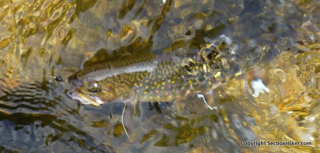 Native brook trout caught with a Stewart's Spider