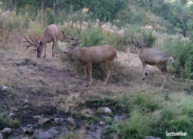 Mule Deer