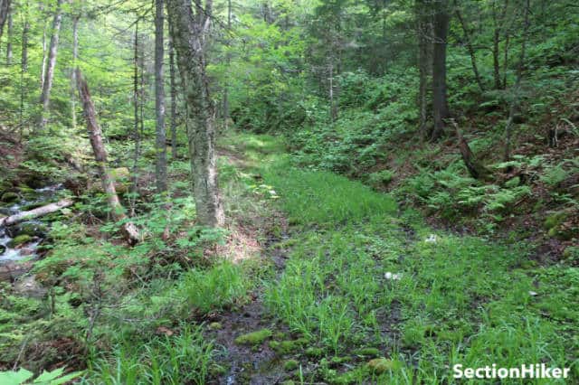 The abandoned Priscilla Brook Trail is still easy to follow.