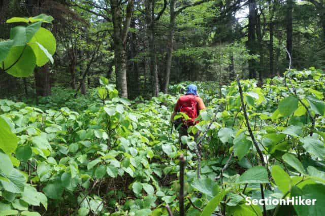 The hobblebush was over our heads