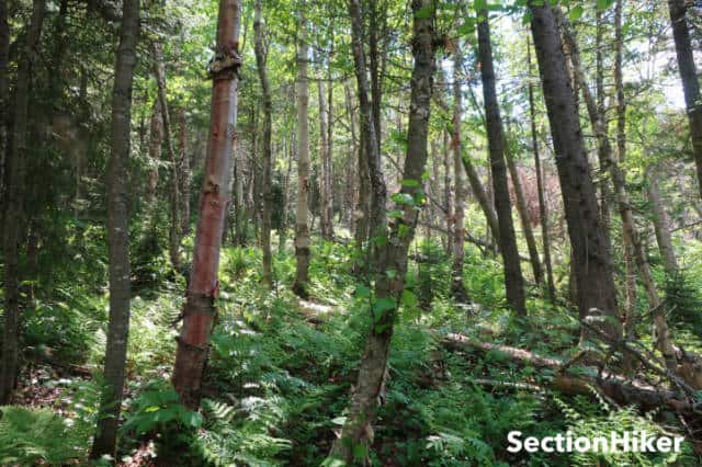 The woods opened up as we climbed higher