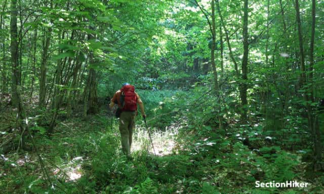 We followed an old logging road since it had less vegetation on it.