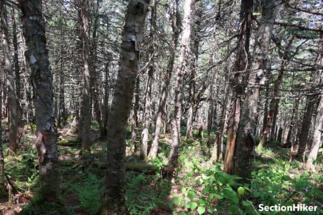 While it looks dense, the climb to the summit was fairly tame.