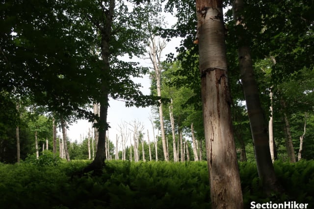 The ski trail disappears briefly when you reach this birch and fern glade.