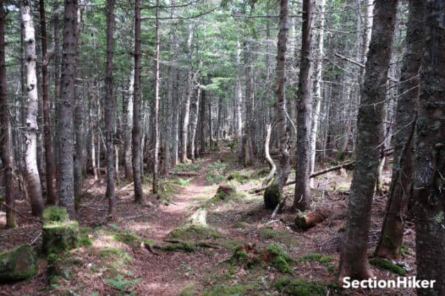 The upper reaches of the Wildcat Valley Trail are much easier to follow