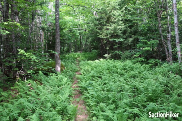 Turn right onto the Wildcat Valley Trail.